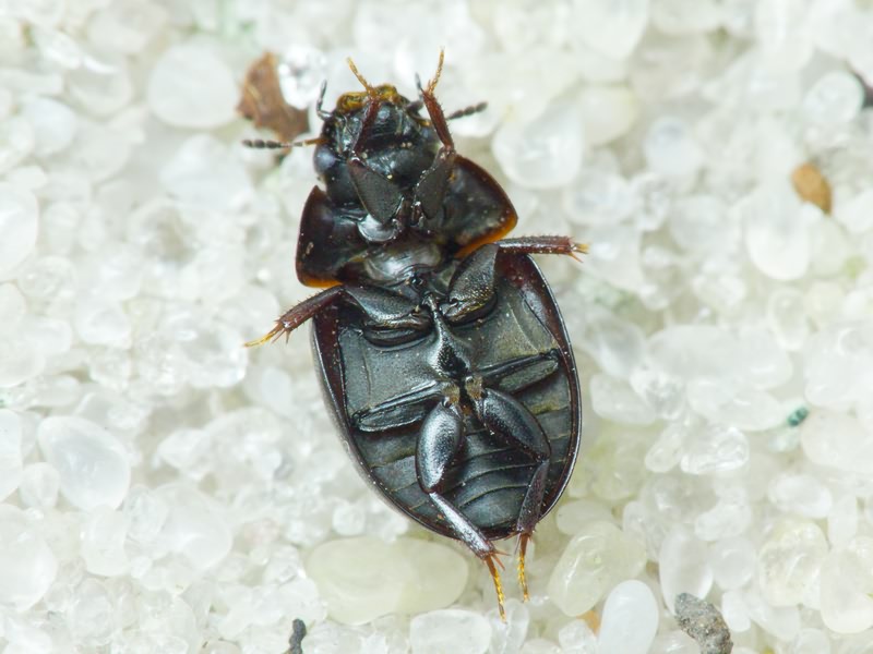 Cymbiodyta marginella (Fabricius, 1792)